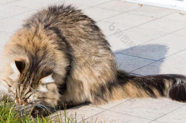西伯利亚的猫户外的向指已提到的人草绿色的,l向g有毛发的宠物
