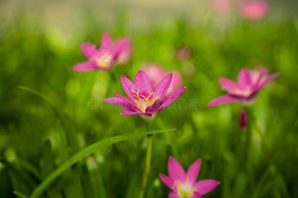 美丽的小的粉红色的雨百合花花瓣向新鲜的绿色的直线的草地