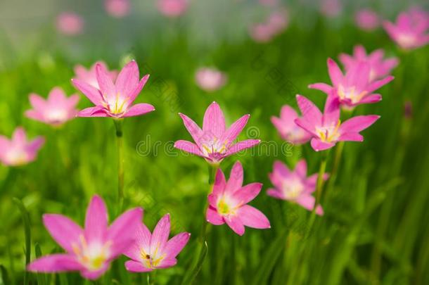 美丽的小的粉红色的雨百合花花瓣向新鲜的绿色的直线的草地
