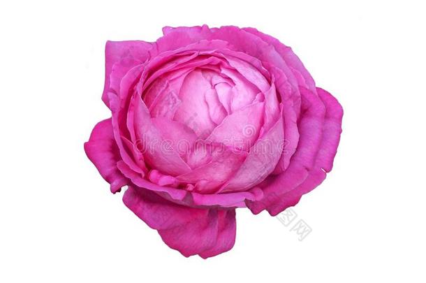 甘蓝粉红色的玫瑰,老的花园玫瑰,千叶玫瑰类玫瑰隔离的向