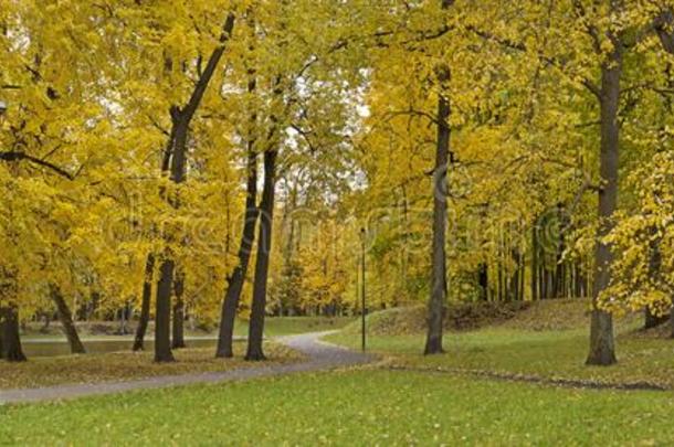 公园,森林和<strong>树</strong>采用秋.