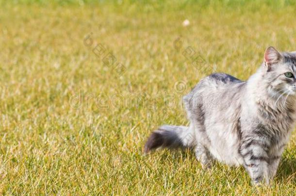 灰色的西伯利亚的猫户外的向指已提到的人草绿色的,l向g有毛发的宠物