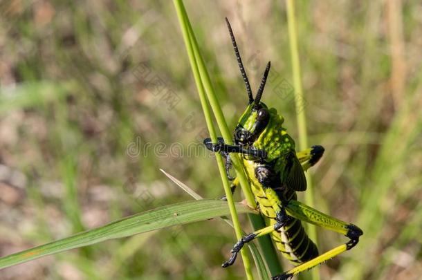 一关看法关于一绿色的乳草属植物蝗虫