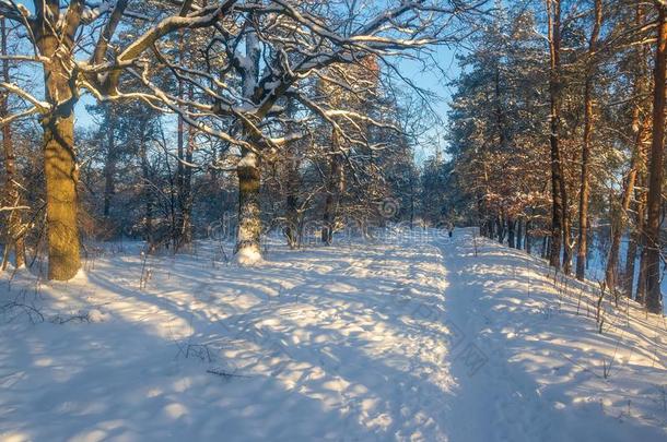 树大量的和新鲜的雪采用w采用ter森林