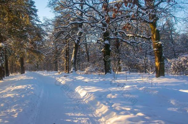 树大量的和新鲜的雪采用w采用ter森林