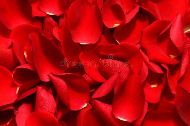红色的玫瑰花瓣