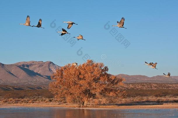 沙丘鹤鹤飞行的越过一池塘向一寒冷的秋早晨