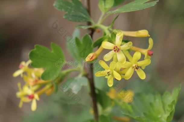 特写镜头开花树枝虎耳草科酷栗属的植物奥雷姆纯净和黄色的花