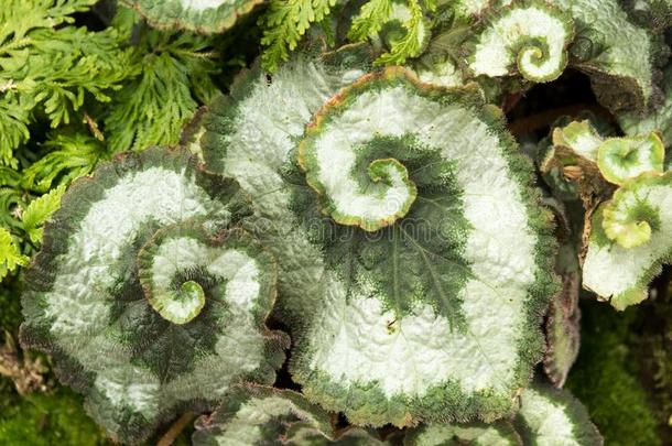 秋海棠属的植物门杜米埃树叶关在上面