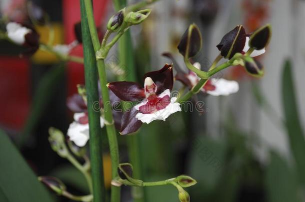 兰花堇花兰克洛韦西(Clowesii)花.装饰的植物为<strong>格林</strong>侯