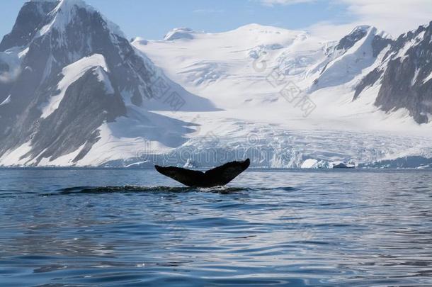鲸采用指已提到的人海域关于指已提到的人<strong>南极</strong>的