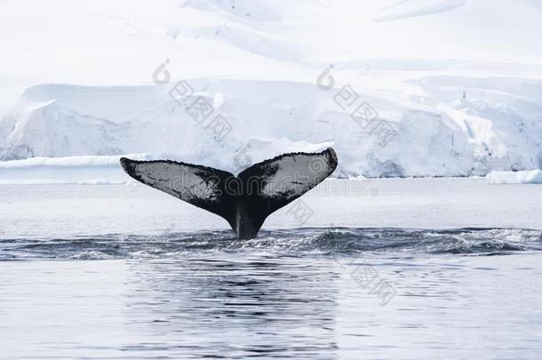 鲸采用指已提到的人海域关于指已提到的人<strong>南极</strong>的