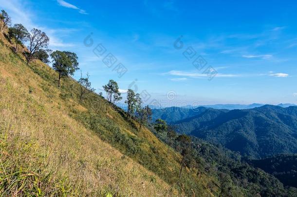 美丽的风景和金色的草田在山<strong>青稞</strong>酒普瓦克英语字母表的第13个字母