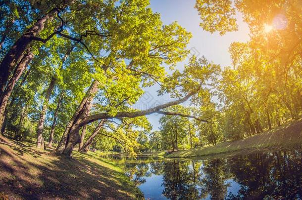 大大地绿色的栎树采用阳光.小树林采用城市公园和池塘.迪斯托
