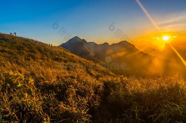 美丽的日出风景和金色的草田在山<strong>青稞</strong>酒