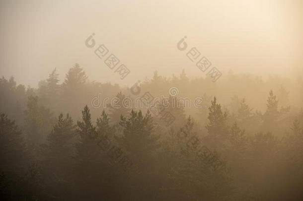 太阳上升的采用薄雾大量的森林