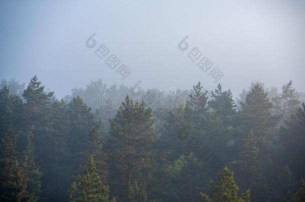 太阳上升的采用薄雾大量的森林