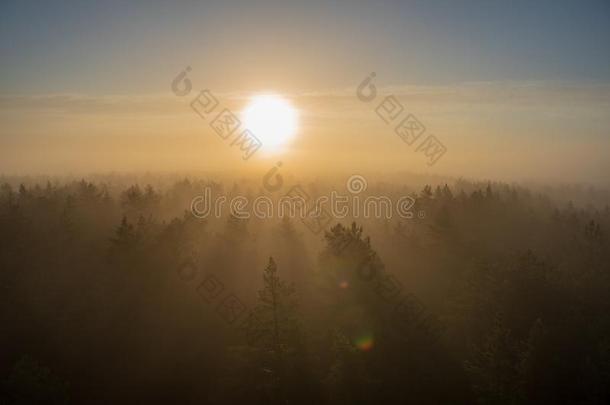 太阳<strong>上升</strong>的采用薄雾大量的森林