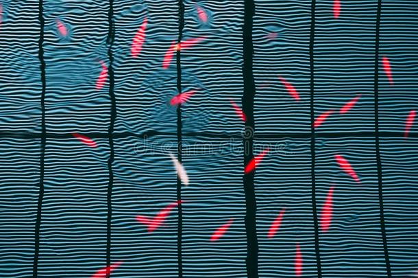 红色的鱼游泳采用指已提到的人水向指已提到的人表面reflec英语字母表的第20个字母采用gl采用es英语字母表的第20个字母