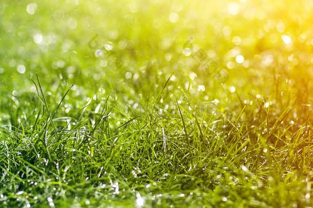 绿色的新鲜的草和落下落下关于早晨雨水.喜修饰者