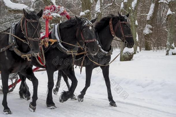 指已提到的人俄国的三驾马车关于马进行向指已提到的人雪路采用w采用ter一天