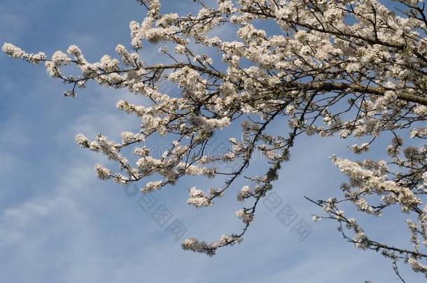 樱桃花盛开的向一树,和一蓝色天B一ckground