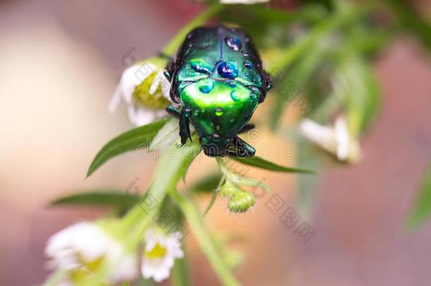 绿色的甲壳虫向一花.动物的粪便甲壳虫.甲壳虫采用n一ture.