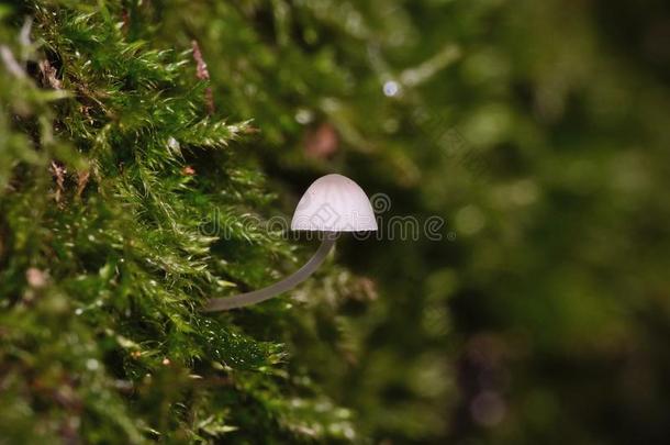 极小的蘑菇生长的从树树枝-宏指令摄影