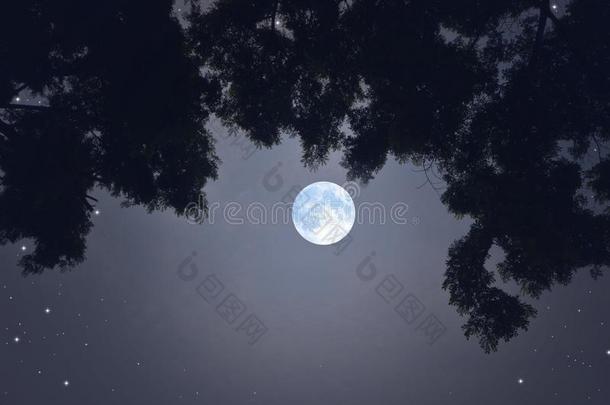 美丽的浪漫的满的月亮采用指已提到的人阴影关于黑的树枝机智