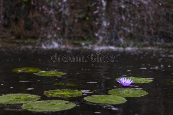 紫色的莲花池塘采用池塘和瀑布