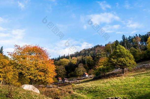 黑的森林风景和棚向一山坡采用一utumn