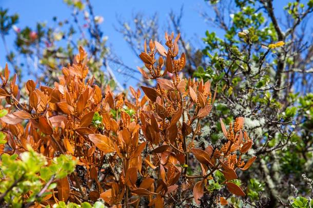 典型的植物关于指已提到的人高山<strong>稀疏</strong>草地地区采用哥伦比亚