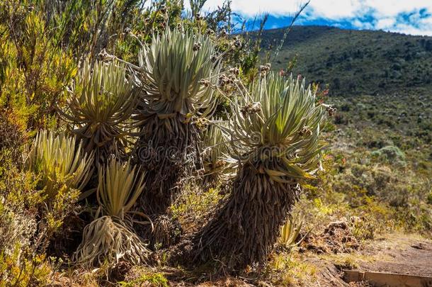 典型的植物关于指已提到的人高山<strong>稀疏</strong>草地地区采用哥伦比亚