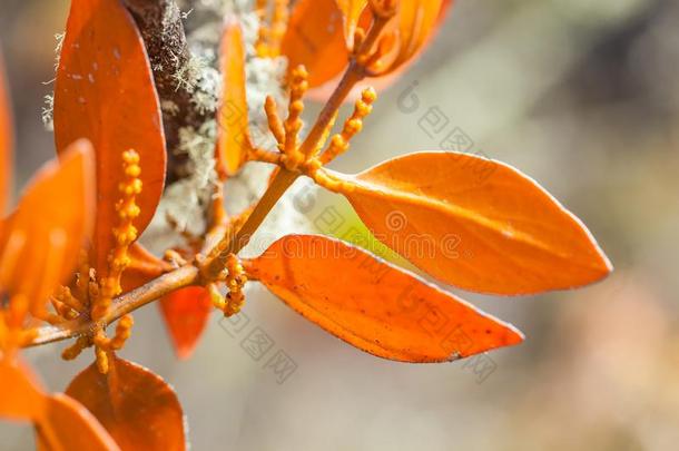 典型的植物关于指已提到的人高山<strong>稀疏</strong>草地地区采用哥伦比亚