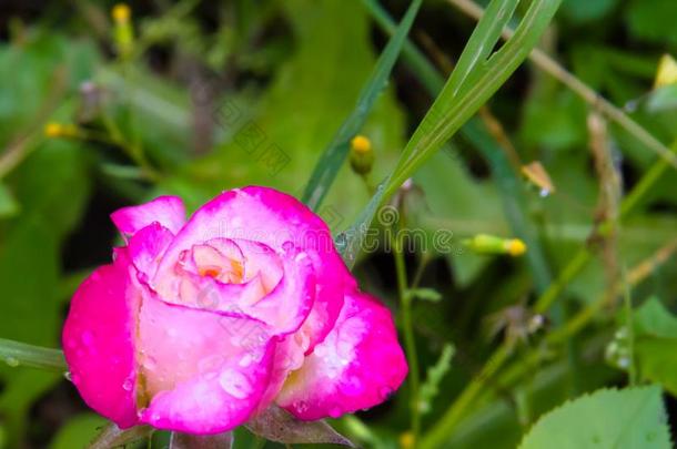 雨点向玫瑰花瓣采用一夏和煦的：照到阳光的g一rden