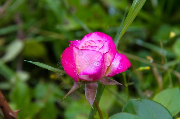 雨点向玫瑰花瓣采用一夏和煦的：照到阳光的g一rden