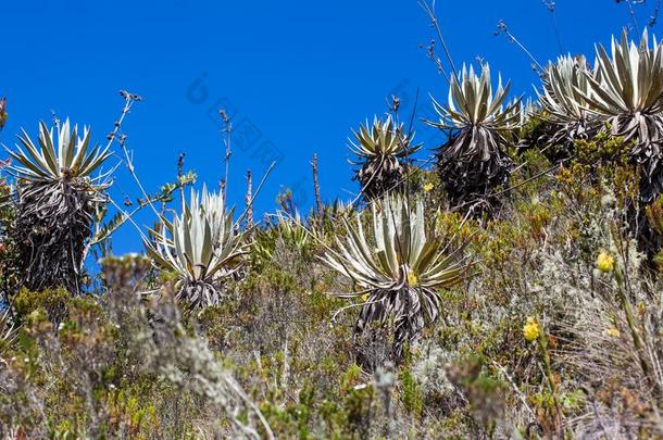 典型的植物关于指已提到的人高山<strong>稀疏</strong>草地地区采用哥伦比亚