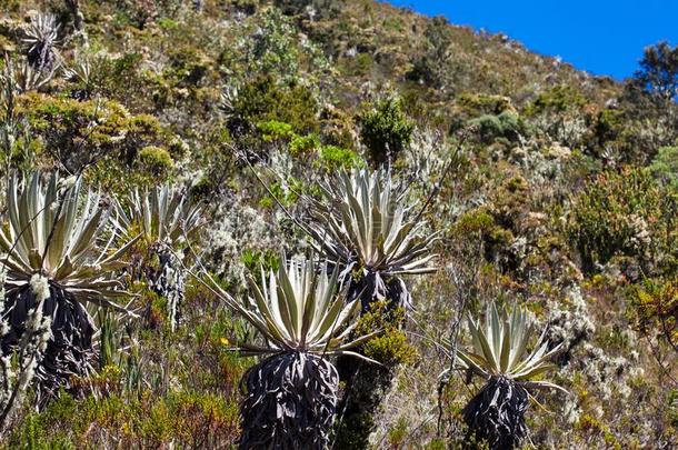 典型的植物关于指已提到的人高山稀疏草地地区采用哥伦比亚