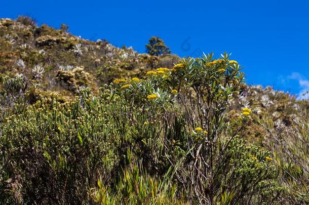 典型的植物关于指已提到的人高山<strong>稀疏</strong>草地地区采用哥伦比亚