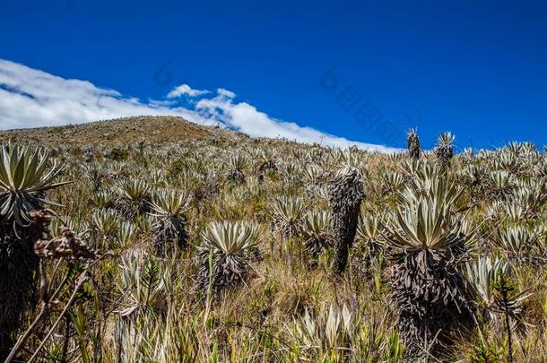 典型的植物关于指已提到的人高山<strong>稀疏</strong>草地地区采用哥伦比亚