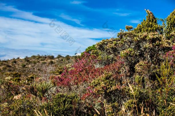 典型的植物关于指已提到的人高山<strong>稀疏</strong>草地地区采用哥伦比亚