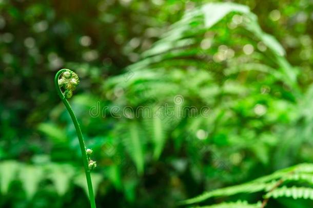 年幼的羊齿植物船<strong>首饰</strong>向焦外成像和变模糊背景关于绿色的英语字母表的第12个字母