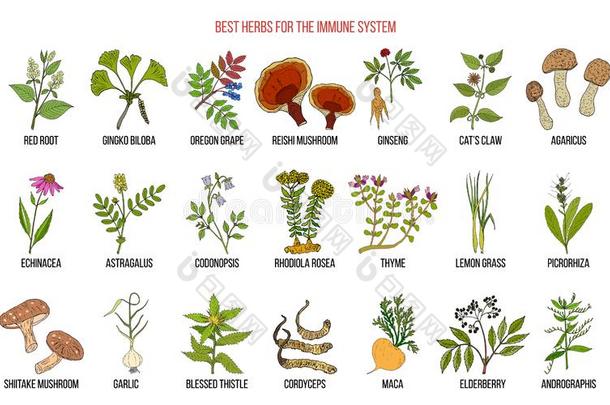 最好的医学的草本植物为指已提到的人免疫的体系
