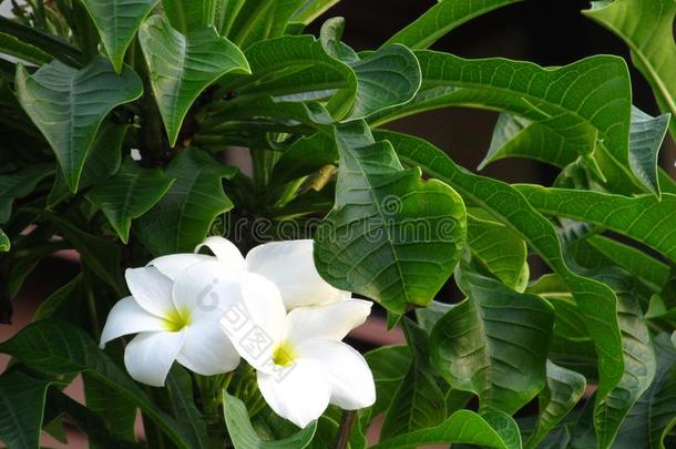 极好的芳香的纯的白色的有香味的花和黄色的中心