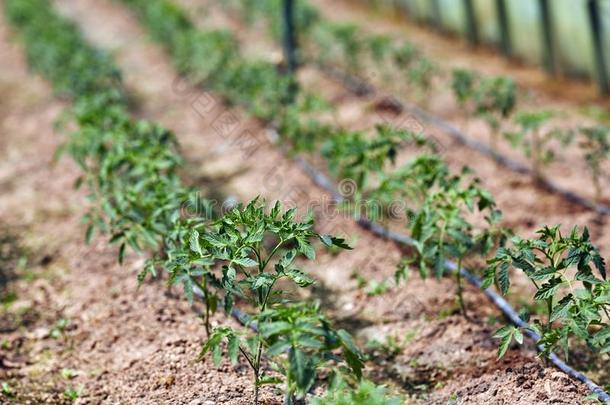 年幼的番茄植物采用一温室