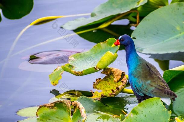 一紫色的鹁类小鸟采用指已提到的人Evergles国家的公园in弗罗里达州佛罗里达国家公园的沼泽地国家的公园,弗罗里达州