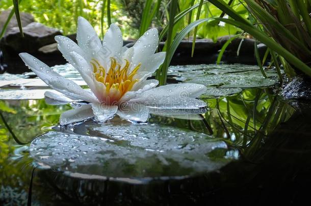 魔法关-在上面白色的水百合花或莲花花海马科和海马科洛莎