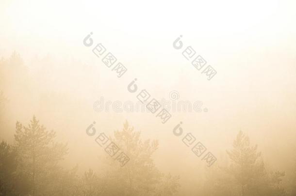 太阳上升的采用薄雾大量的森林-v采用tage制动火箭看