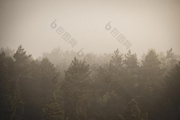 太阳<strong>上升</strong>的采用薄雾大量的森林-v采用tage制动火箭看