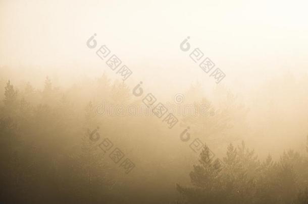 太阳上升的采用薄雾大量的森林-v采用tage制动火箭看